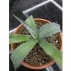 agave-franzosinii-v-sirke-40-cm--vyske-25-cm-2