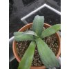 agave-franzosinii-v-sirke-40-cm--vyske-25-cm