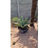 Agave asperrima 50 l, v šírke 100 c, výške 75 cm 1