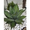 Agave salmiana var. ferox 50 l v šírke 100 cm-1