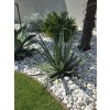 agave-xylonacantha-swordfish-v-sirke-118-cm--v-celkovej-vyske-116cm
