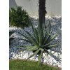 agave-xylonacantha-swordfish-v-sirke-118-cm--v-celkovej-vyske-116cm-1