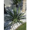 agave-xylonacantha-swordfish-v-sirke-118-cm--v-celkovej-vyske-116cm-2