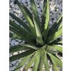agave-xylonacantha-swordfish-v-sirke-118-cm--v-celkovej-vyske-116cm-3