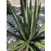 agave-xylonacantha-swordfish-v-sirke-118-cm--v-celkovej-vyske-116cm-4