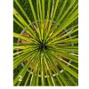 dasylirion-longissimum-10-l-2-2