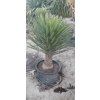 Yucca filifera ‘Australis’ v celkovej výške 80 90 cm