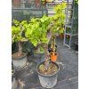 Vitis vinifera Moscatel biely Old Trunk – na starom hrubom kmeni 2