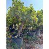 M00217 Vitis Vinifera old trunk 45 L 1 01 08 2024 (VA) (1)