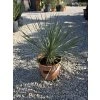Yucca rostrata v celkovej výške 55 cm 1