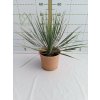 Yucca rostrata v celkovej výške 50 60 cm