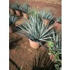 Yucca rostrata v celkovej výške 40 50 cm