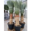Yucca rostrata s výškou kmeňa 80 90 cm