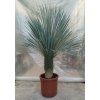 Yucca rostrata s výškou kmeňa 40 50 cm