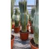Yucca rostrata s výškou kmeňa 40 50 cm, 40 l