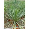 yucca gloriosa v celkovej vyske 40 60 cm