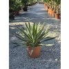 Yucca gloriosa ‘Variegata’ v celkovej výške 55 cm7