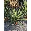 Yucca gloriosa ‘Variegata’ v celkovej výške 55 cm 3