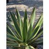Yucca gloriosa ‘Variegata’ v celkovej výške 55 cm 4