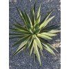 Yucca gloriosa ‘Variegata’ v celkovej výške 55 cm 1