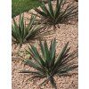 yucca-gloriosa--variegata--v-celkovej-vyske-55-cm-5