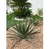 yucca-gloriosa--variegata--v-celkovej-vyske-55-cm-6