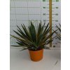 Yucca gloriosa ‘Variegata’ v celkovej výške 50 cm