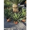 Yucca gloriosa ‘Variegata’ v celkovej výške 55 cm 2