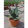 Agave ferox Ø24 cm