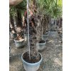 Trachycarpus fortunei Premium s výškou kmeňa 100 120 cm 1