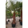 Trachycarpus fortunei Premium s výškou kmeňa 80-100 cm