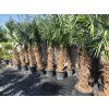 Trachycarpus fortunei Premium s výškou kmeňa 60 80 cm