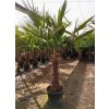 trachycarpus-fortunei-premium-s-vyskou-kmena-60-80-cm