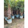 trachycarpus-fortunei-premium-s-vyskou-kmena-60-80-cm-1
