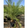 Phoenix canariensis v celkovej výške 180 200 cm 1
