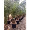 Phoenix canariensis v celkovej výške 160 180 cm 1