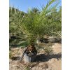 Phoenix canariensis v celkovej výške 160 180 cm