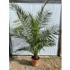 Phoenix canariensis Premium 15l
