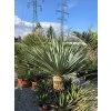 Nolina nelsonii v celkovej výške 200 cm