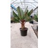 Červený banánovník Ensete ventricosum Maurelii Premium Ø22, 5l
