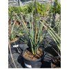 hesperaloe parviflora 10l 2