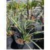 hesperaloe parviflora 10l 1