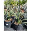 hesperaloe parviflora 10l