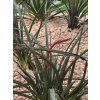 hesperaloe-parviflora-kvet