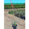 Hesperaloe parviflora 10l-4