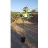 Ficus carica ‘Breva’, kmeň 4 6 cm