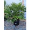 chamaerops-humilis-45-l-2-2