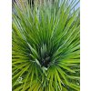 chamaerops-humilis-45-l-2-3