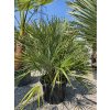 Chamaerops humilis 45 l -5