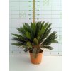 Cycas revoluta 10 l v celkovej výške 80 cm 1